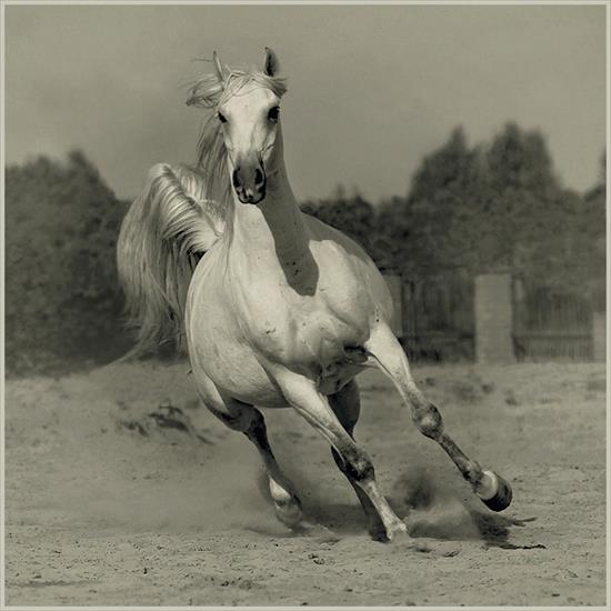 Ronceval konie  - Ronceval 26.jpg