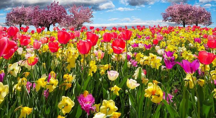 PREZENTY OD CHOMIKOWYCH PRZYJACIÓŁ - tulipany.jpg