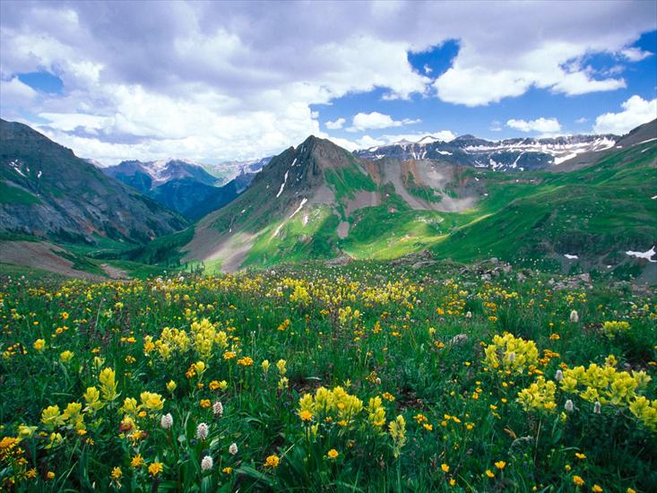 Kwiatowe pola i łąki - Yankee Boy Basin, Ouray, Colorado.jpg