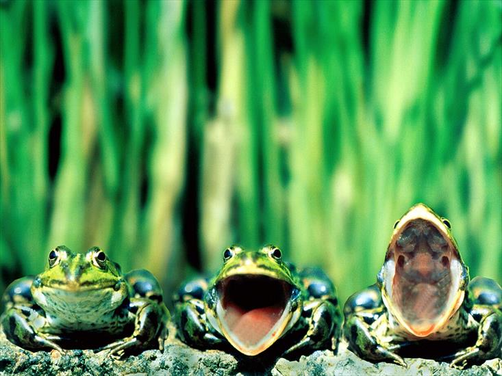 ZWIERZĄTKA - Frog Wallpaper 4.jpg