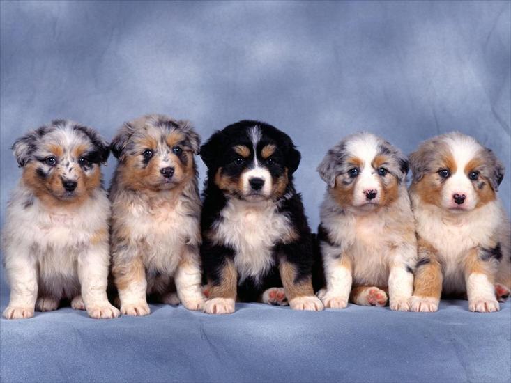 pieski - Fluffy Five, Shepherd Puppies.jpg