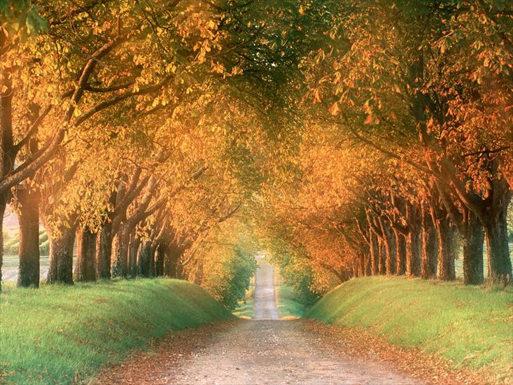 krzysiek16257 - Autumn Road, Cognac Region, France - 1600x1200 -.jpg