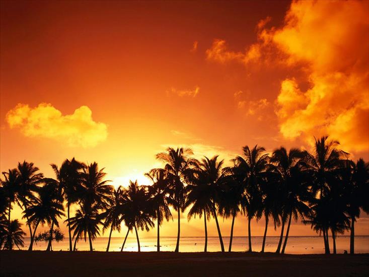 Widescreen HQ Nature And Other - line-of-palm-trees-wallpapers_11410_1600x1200.jpg
