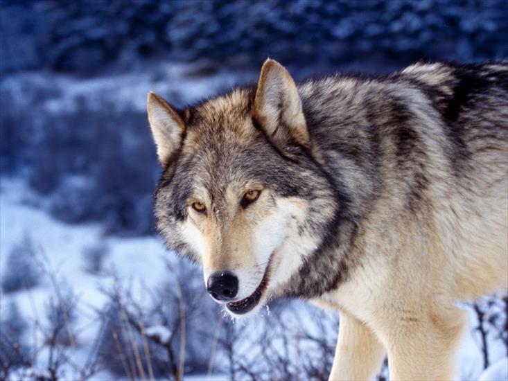  Animals part 2 z 3 - Gray Wolf in Snow.jpg