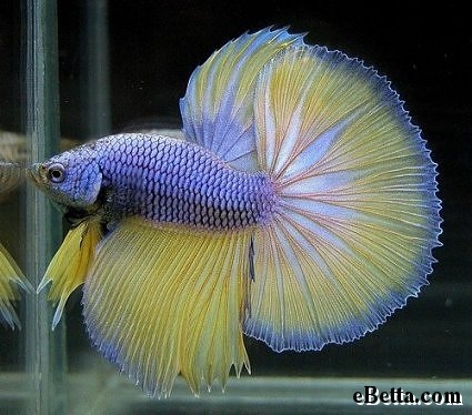 AKWARIUM - yellow-indigo-betta-fish.jpg