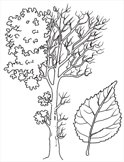 drzewa, wygląd, liście, nasiona - topola_czarna.gif