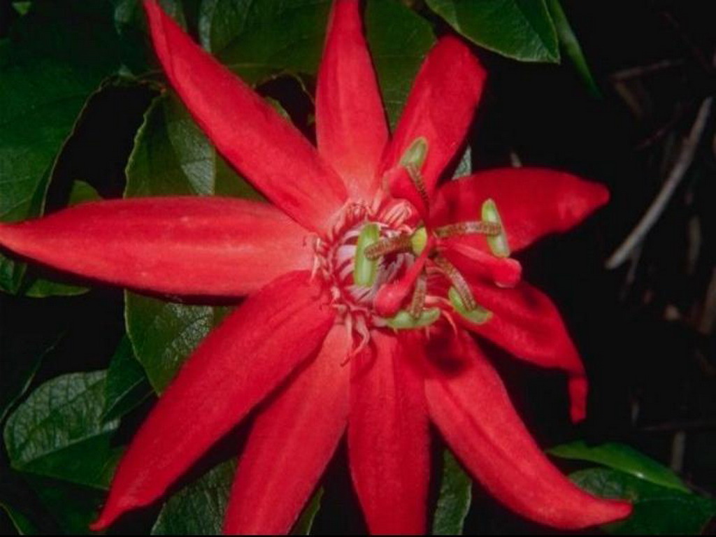 Passiflora - passiflora 28.jpg