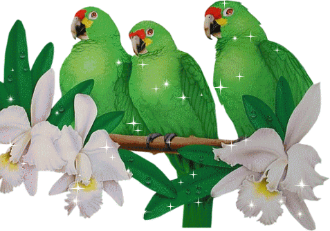 papugi - brokatowe-papugi-zielone.gif
