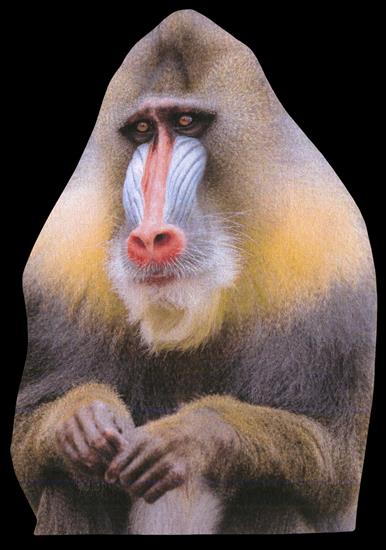 Animals - baboon-01.png