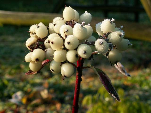 Szata roślinna - Cornus alba - dereń biały 2.jpg
